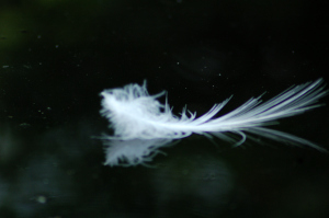 2015-02-floating-feathers